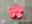 Coral Pink